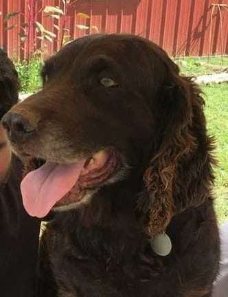 boykin dog with man