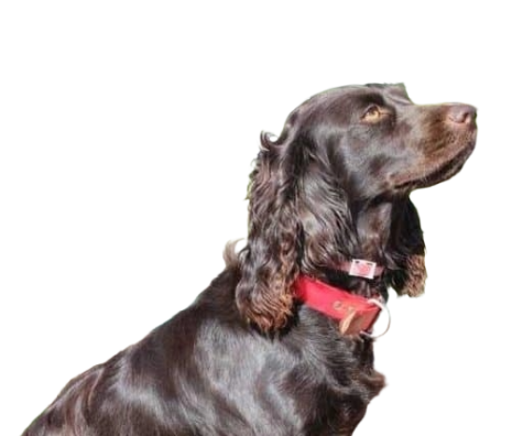 MAGGIE